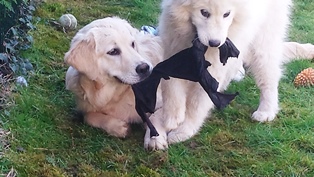 pension chien Saint vit